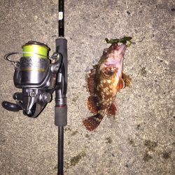 ロックフィッシュ釣行